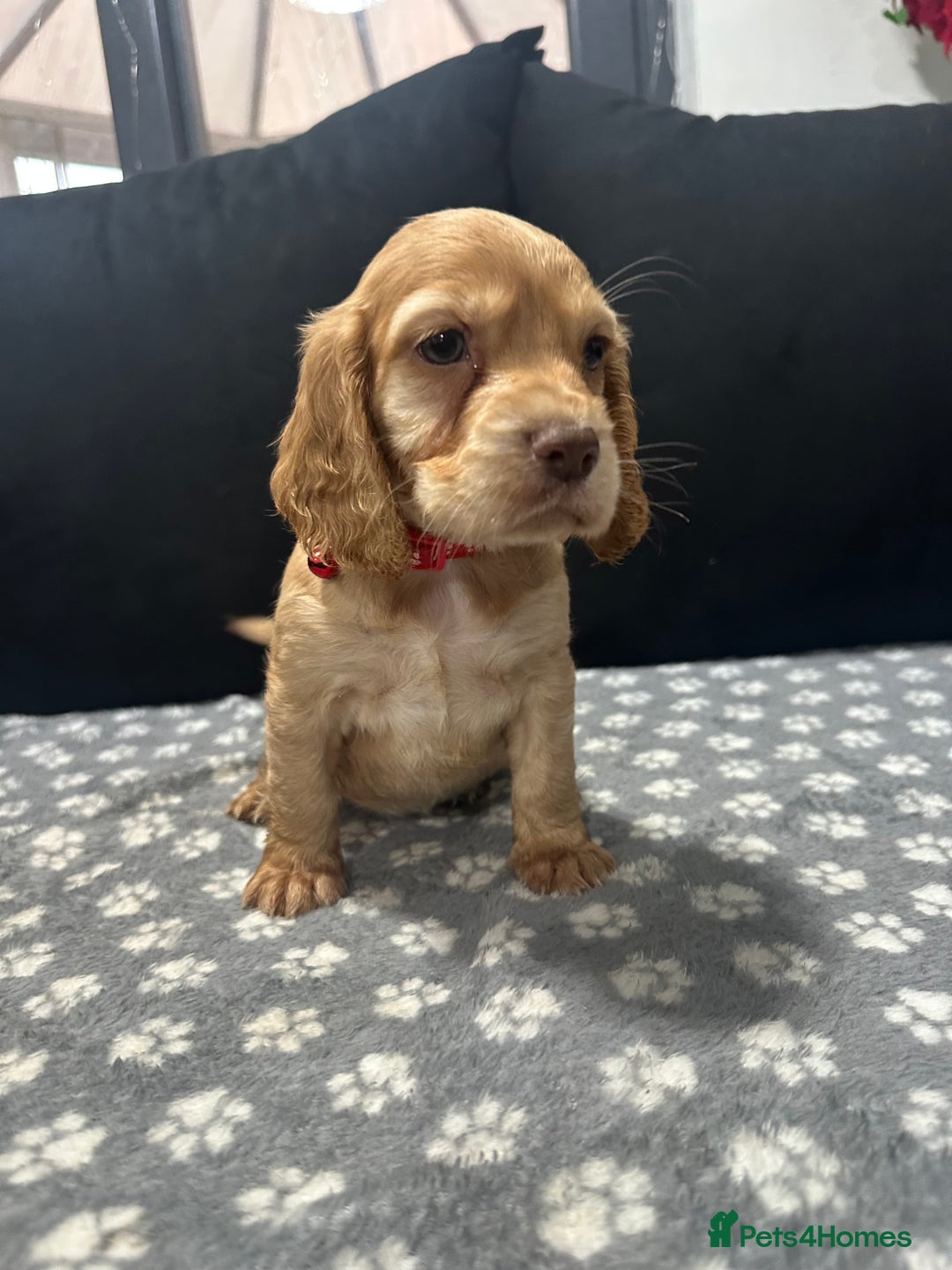 Cocker Spaniel dogs for sale: 3 beautiful cocker spaniel puppies left  - Advert 34