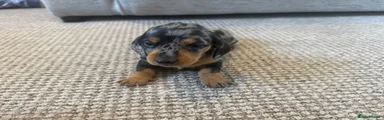 Dachshund 4