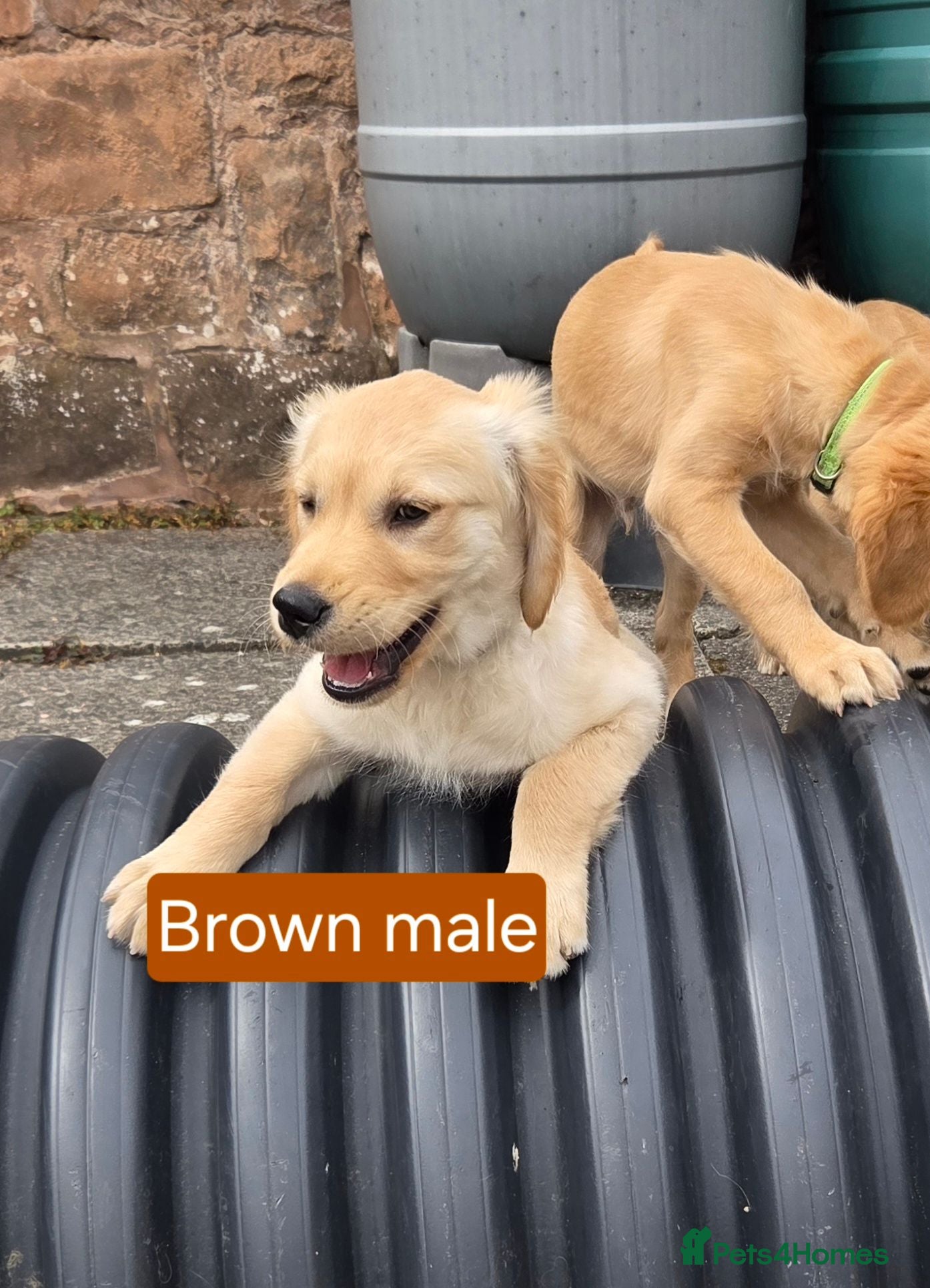 Golden Retriever dogs Beautiful natured pups fully vaccinated - Advert 2