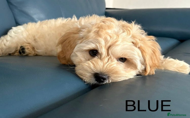 Mixed Breed dogs - Advert 15