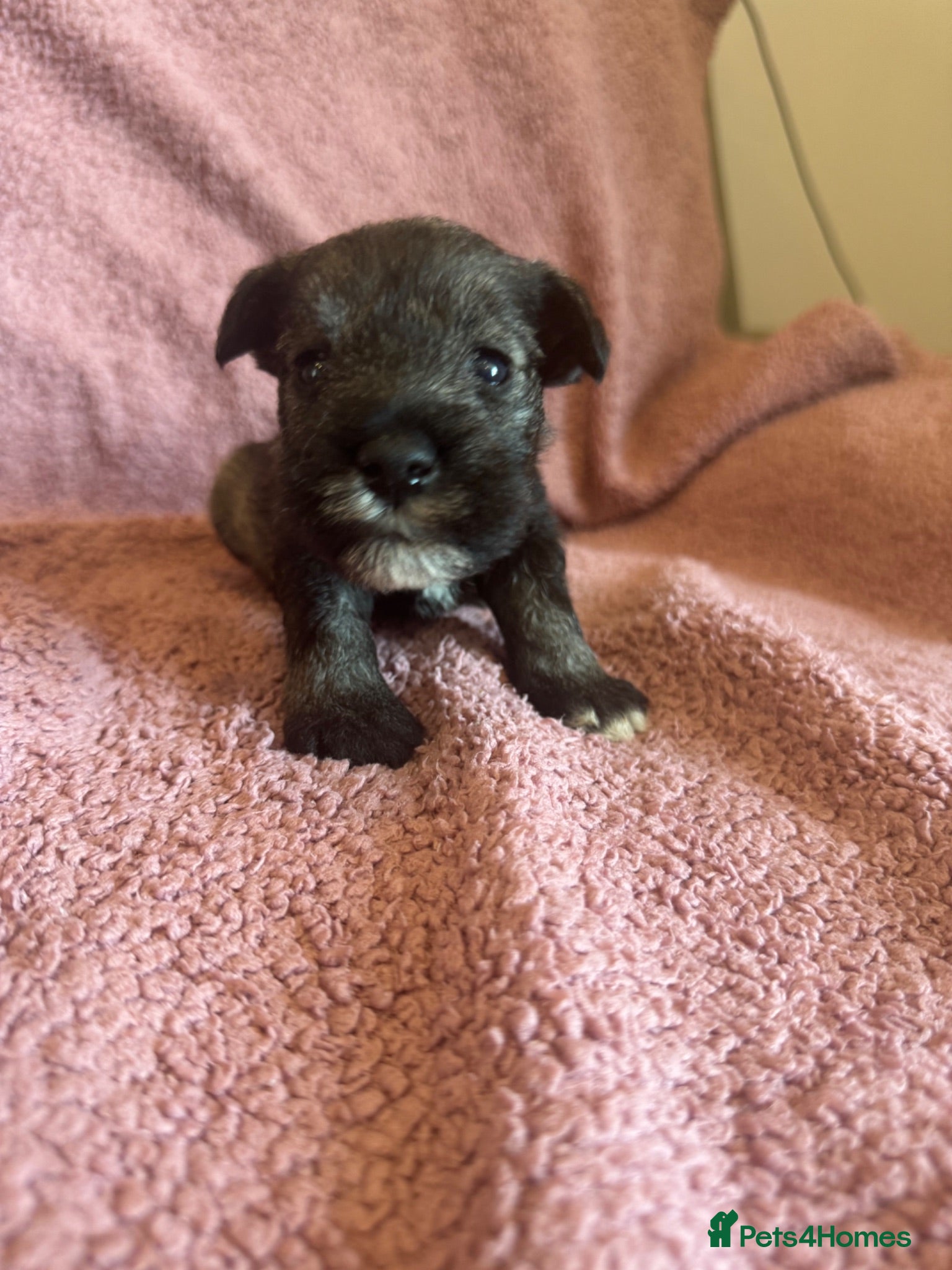 Miniature Schnauzer dogs Miniature schnauzer puppies  - Advert 4