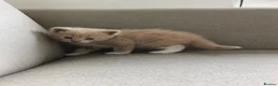 Maine Coon cats for sale: Half Maincoon kittens. Mother is 100% Maincoon  - Advert 4