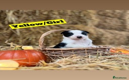 Border Collie dogs for sale: Beautiful cheeky border collies for sale - Image 3