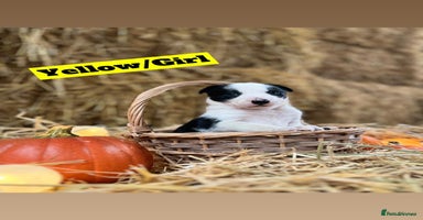 Border Collie dogs - Advert 9