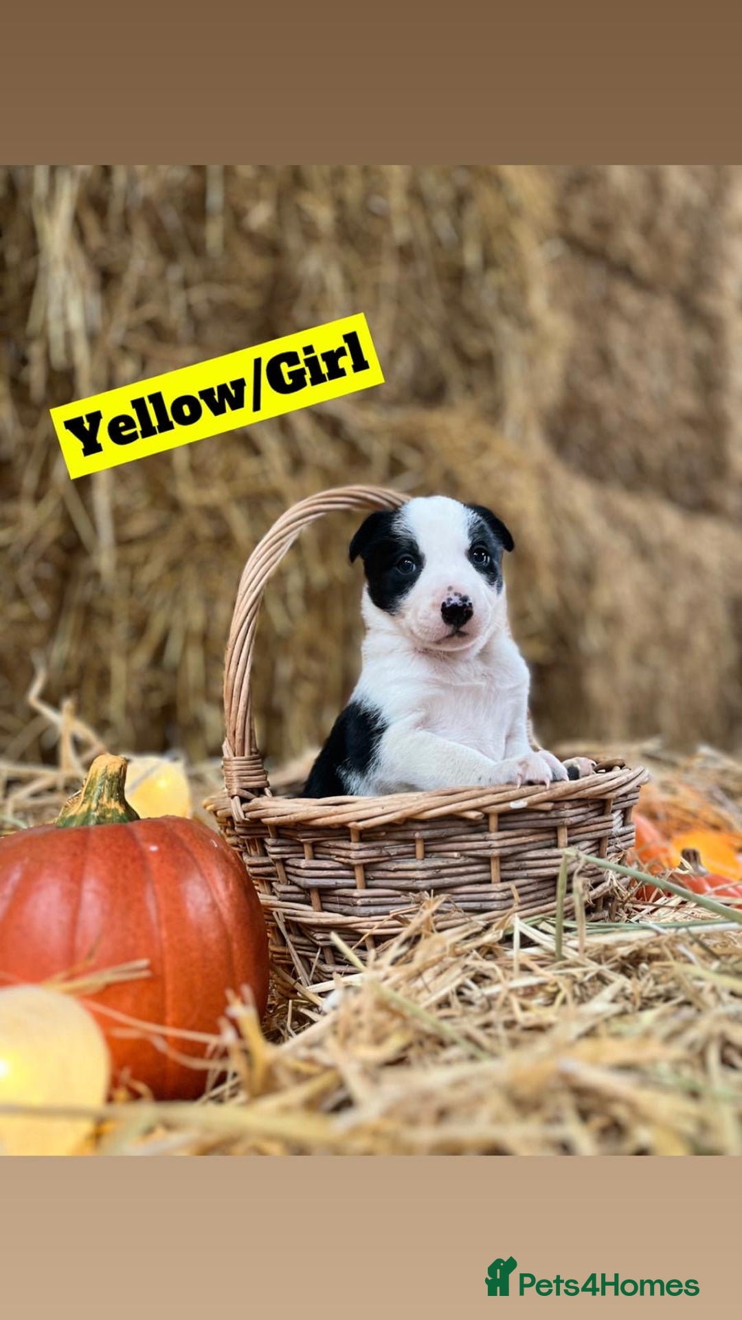 Border Collie dogs for sale: Beautiful cheeky border collies for sale - Image 3