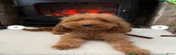 Miniature Poodle dogs for sale: Gorgeous miniature poodles ready now x  - Advert 10