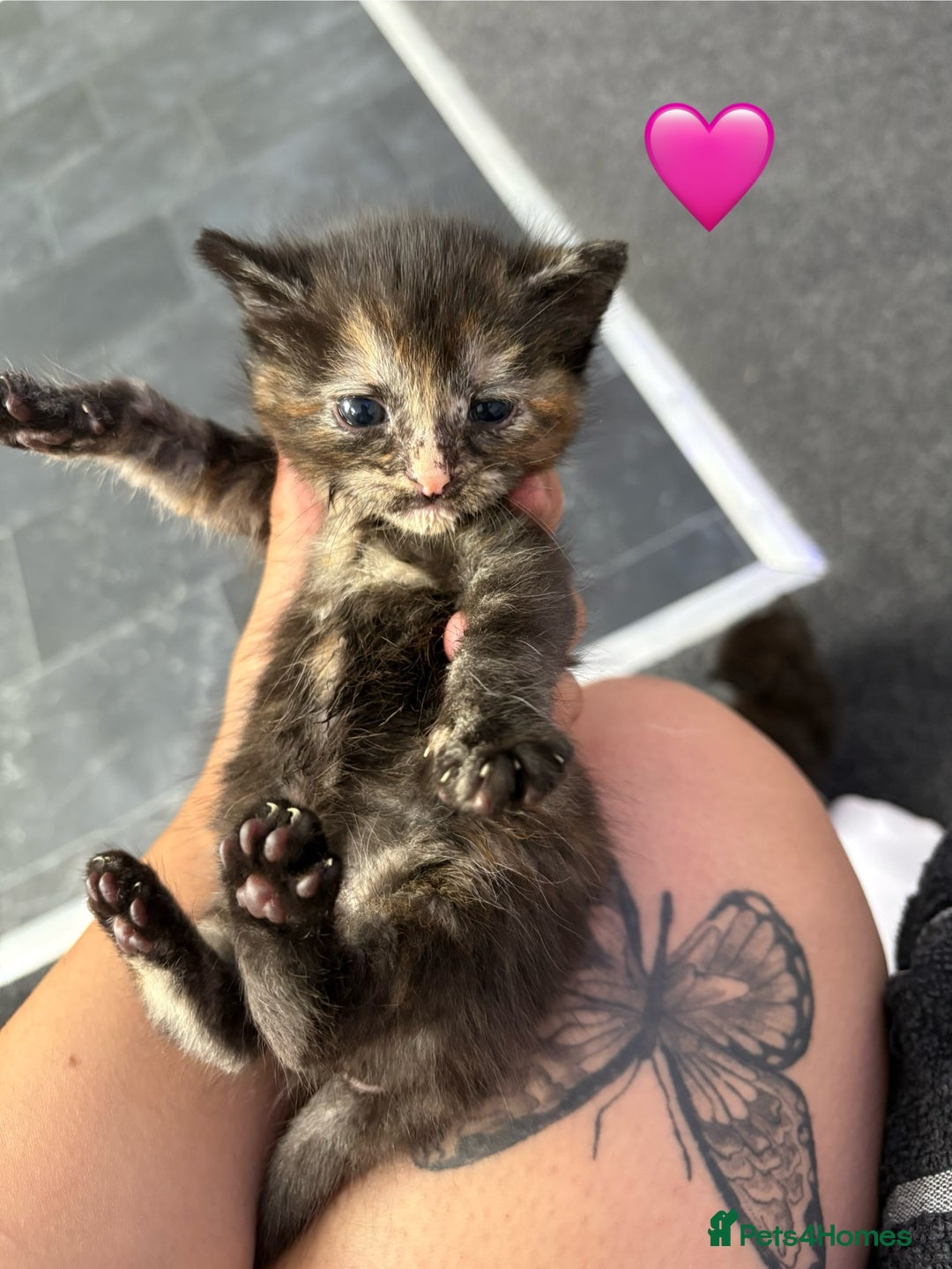 British Longhair cats for sale: Fluffy kittens for sale - Image 3