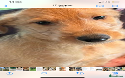 Lurcher dogs for sale: GOLDEN DEERHOUND LURCHER PUPPIES  - Image 7