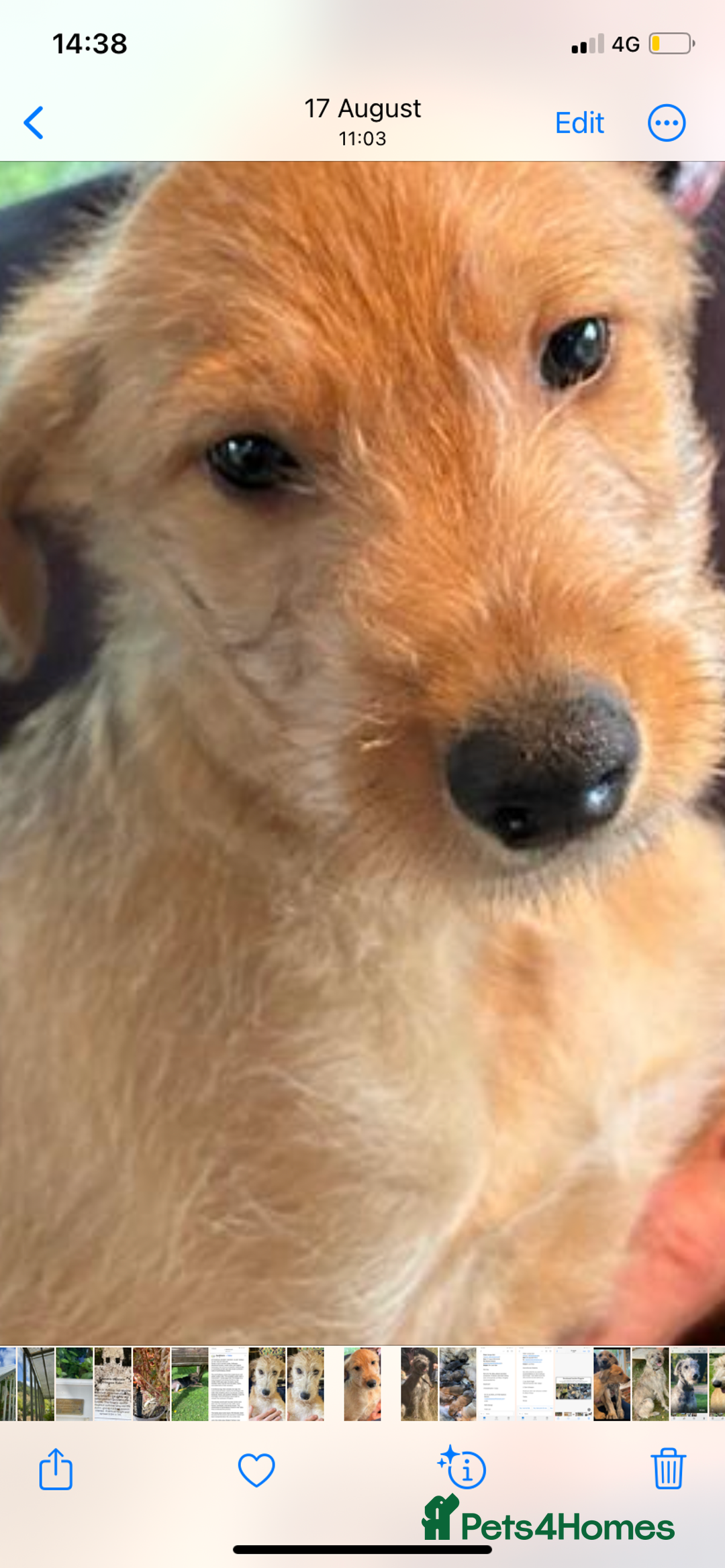 Lurcher dogs for sale: GOLDEN DEERHOUND LURCHER PUPPIES  - Image 7