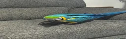 Macaws birds for sale: Blue and gold macaw 5 years old  - Advert 2