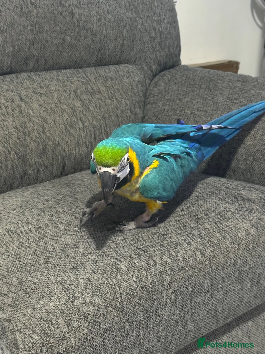 Macaws birds for sale: Blue and gold macaw 5 years old  - Advert 2