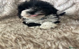 Havanese dogs for sale: 🐾 8 Havanese Puppies for Their Forever Homes 🐾 - Image 14