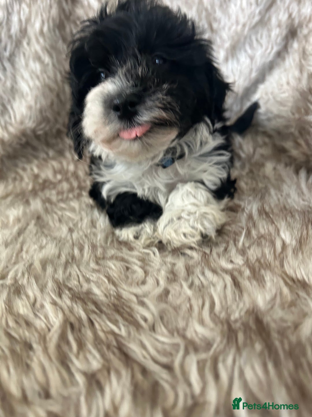 Havanese dogs for sale: 🐾 8 Havanese Puppies for Their Forever Homes 🐾 - Image 14