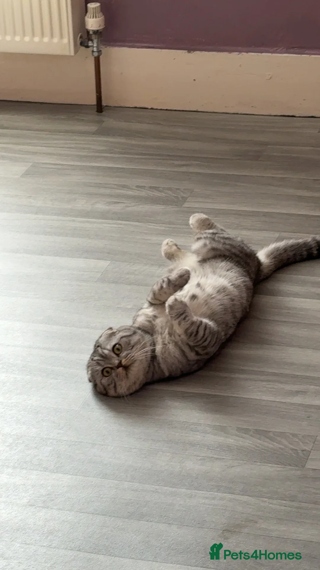 Scottish Fold cats for sale: Scottish fold - Advert 2