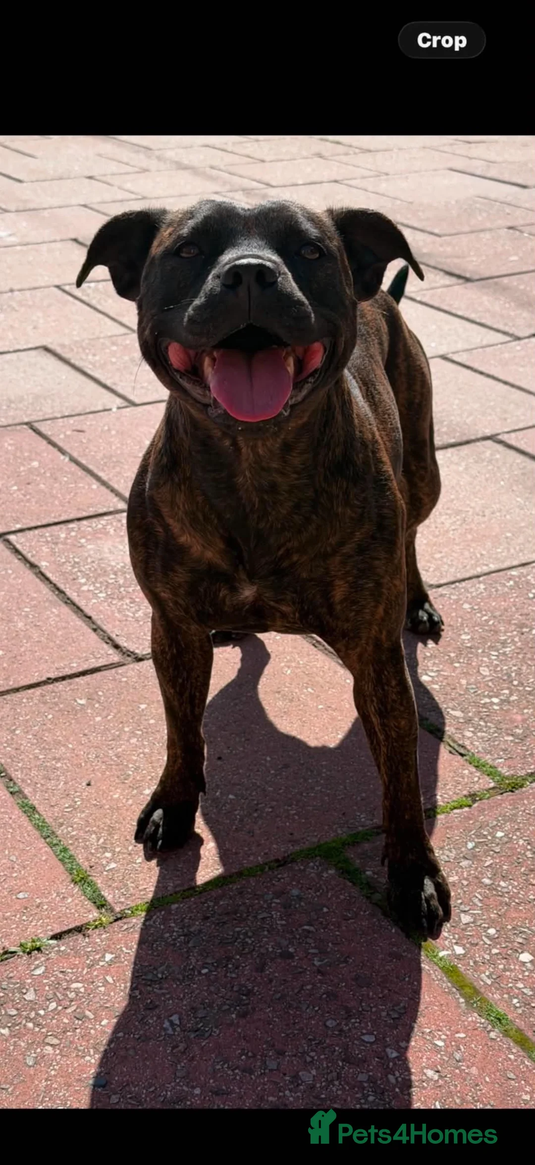 Staffordshire Bull Terrier dogs for sale: 10 Gorgeous Brindle Pups  - Advert 2