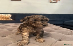 Cockapoo dogs for sale: Fb2 miniature cockapoo - Image 8