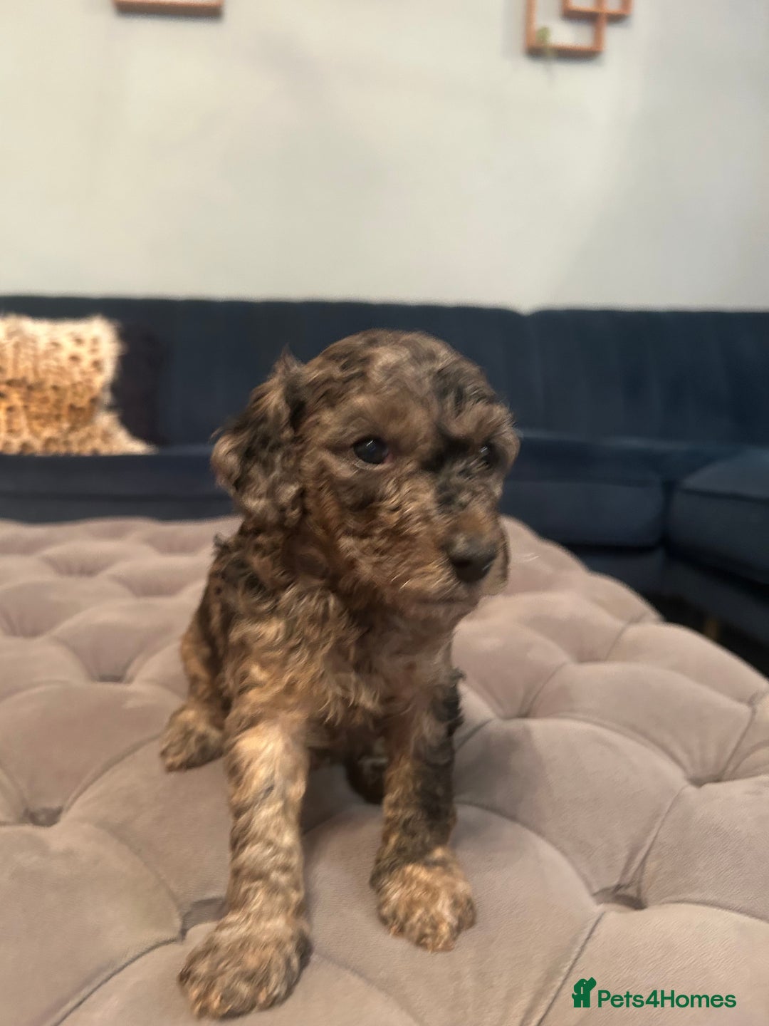 Cockapoo dogs for sale: Fb2 miniature cockapoo - Image 8