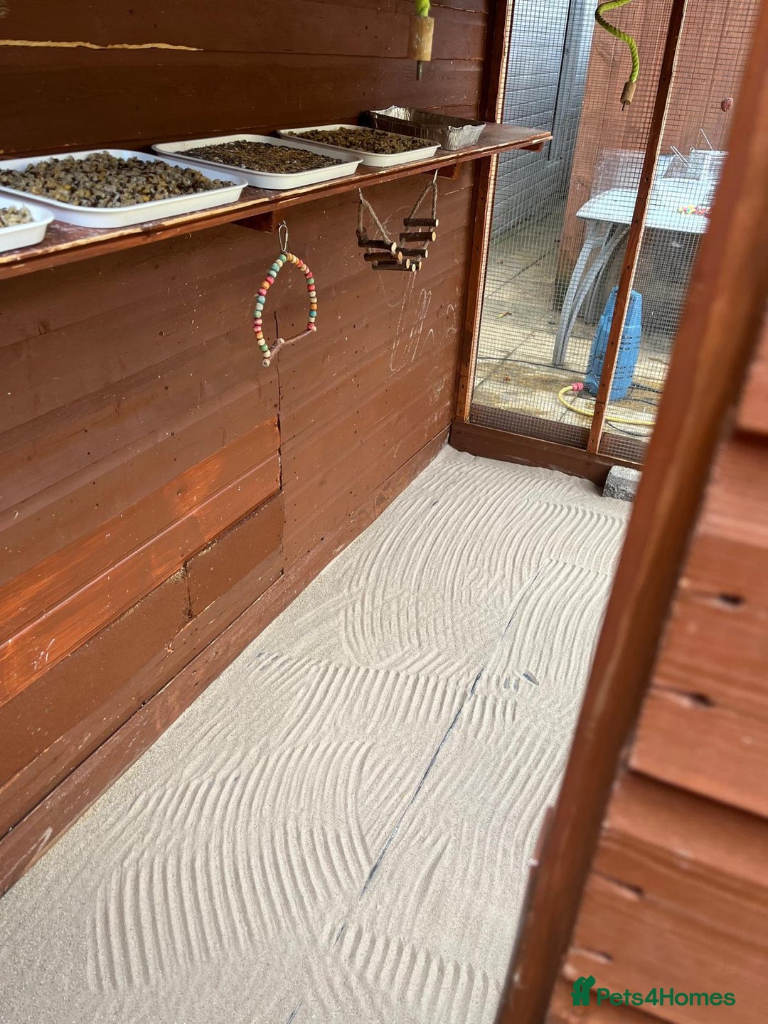 Budgerigars birds for sale: Budgies with an Aviary available. - Image 7