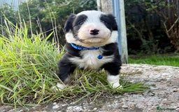 Bearded Collie dogs for sale: 🚨3/4 BEAUTIFUL BEARDIE PUPPIES 🚨 - Image 20