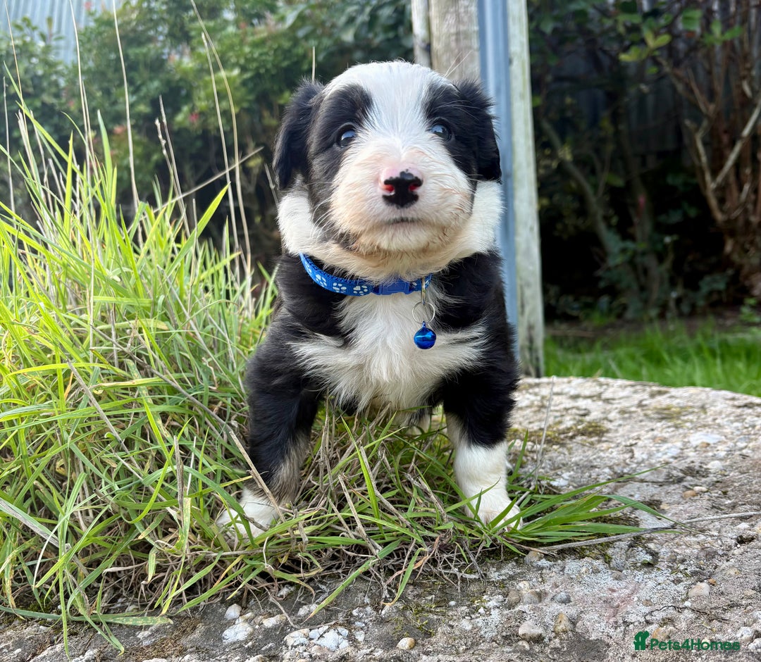 Bearded Collie dogs for sale: 🚨3/4 BEAUTIFUL BEARDIE PUPPIES 🚨 - Image 20