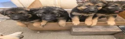 German Shepherd dogs for sale: GERMAN SHEPHERD PUPS in Blandford Forum - Advert 2