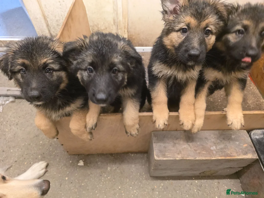 German Shepherd dogs for sale: GERMAN SHEPHERD PUPS in Blandford Forum - Advert 2