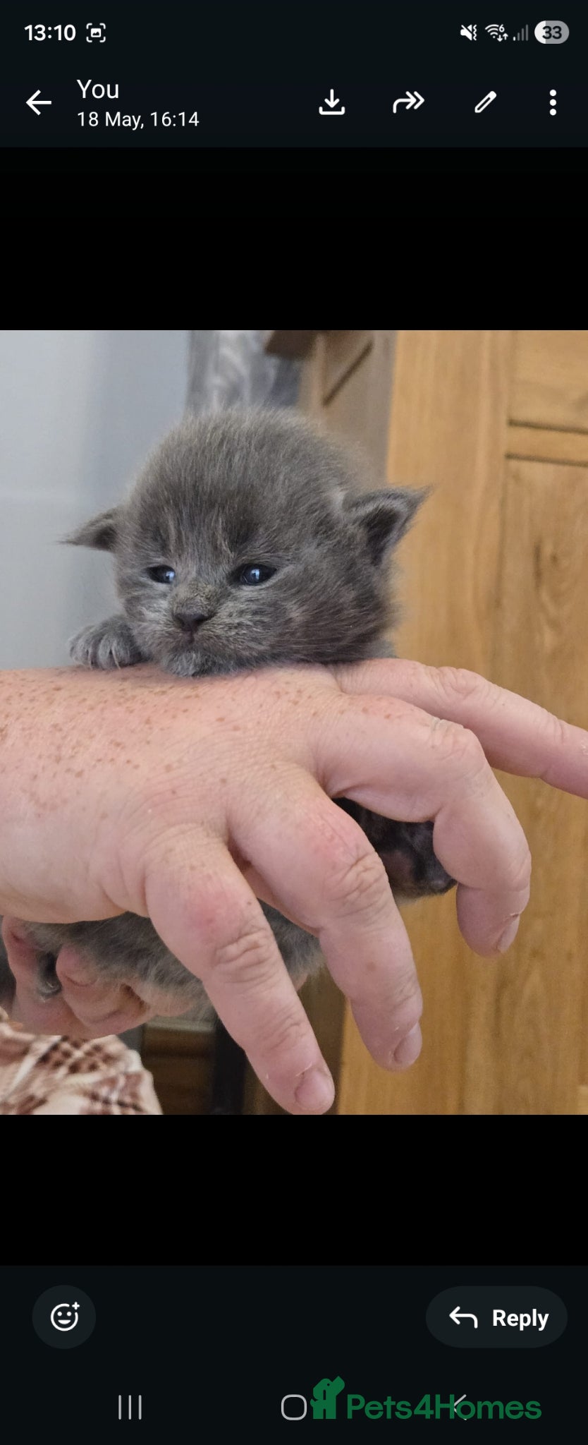 Maine Coon cats for sale: 1 male & 1 female maine coone kittens.  - Advert 15