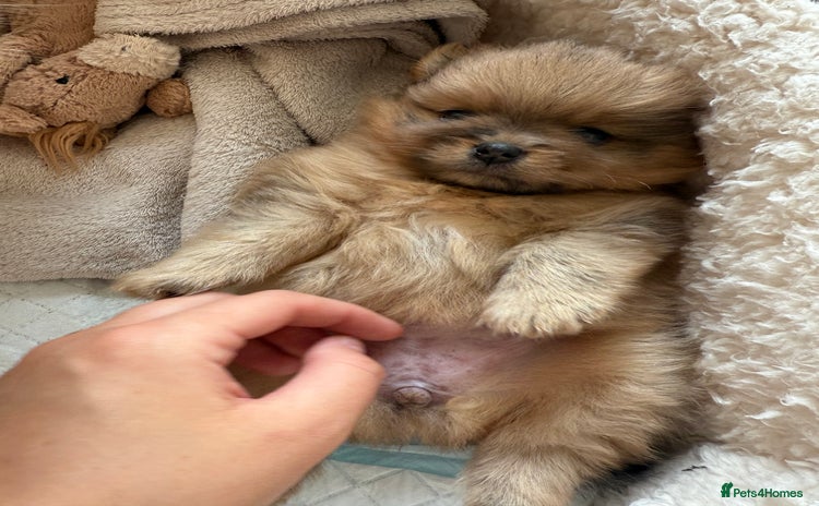 Pomeranian dogs - Advert 15