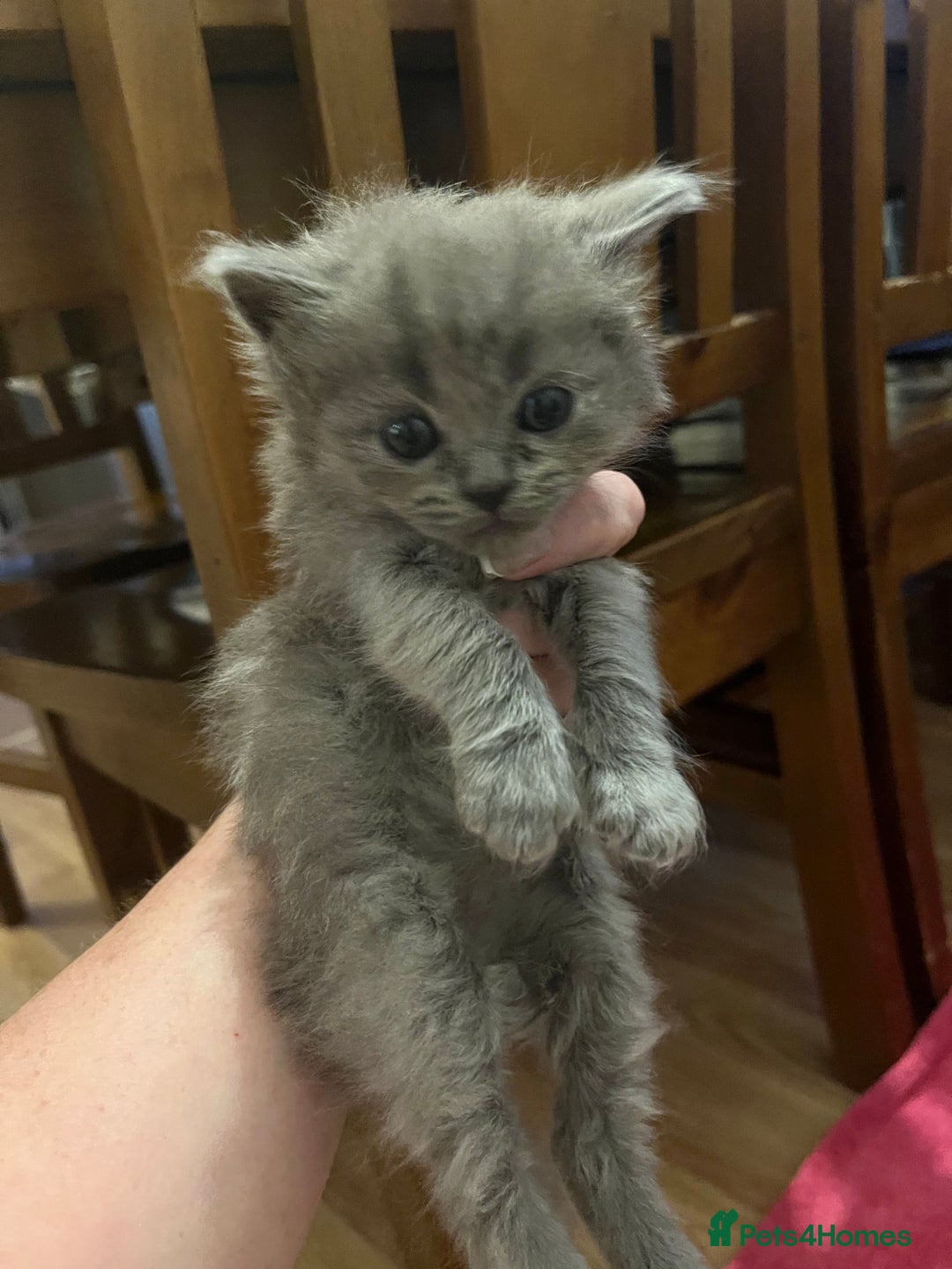 Mixed Breed cats for sale: Beautiful Ragdoll x BSH kittens for sale! - Image 5