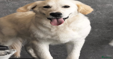 Golden Retriever dogs - Advert 4