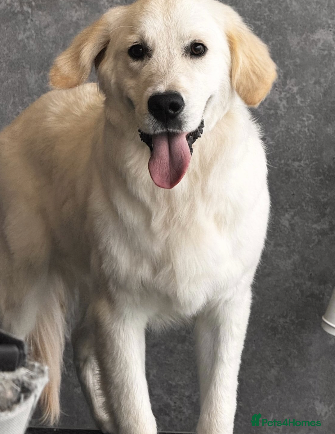 Golden Retriever dogs for sale: Trained Golden Retriever boy  - Image 2