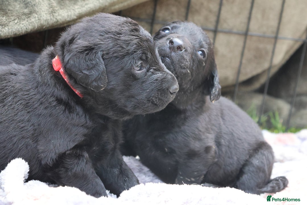 Labrador Retriever dogs for sale: Fox red & black Labrador puppies for sale  - Image 4