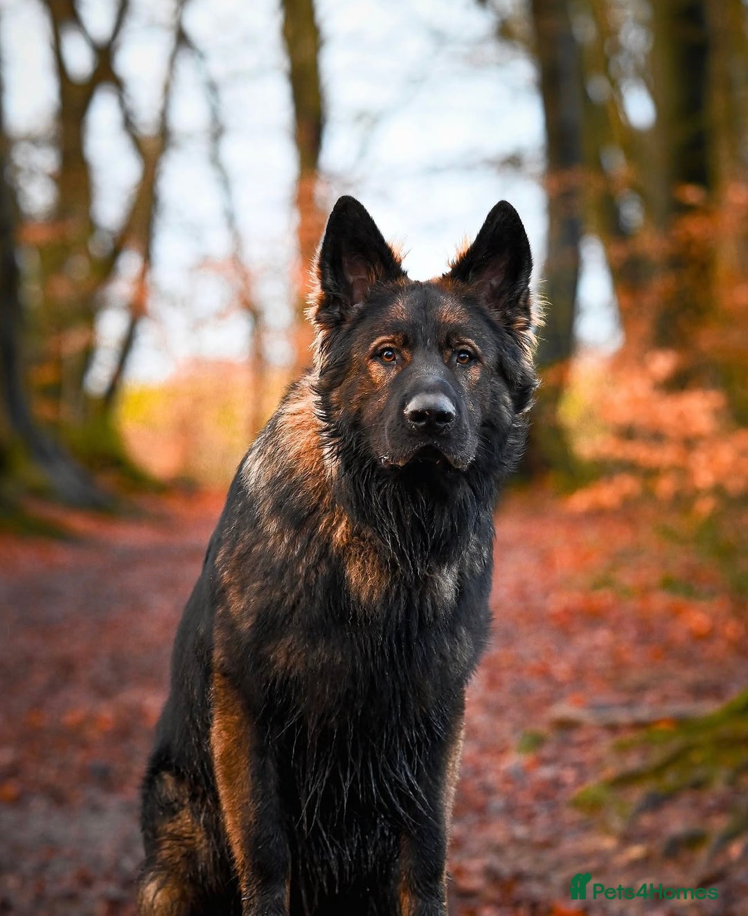 German Shepherd dogs for sale: 🧬Working Line German Shepherds, Full HealthTested - Advert 7