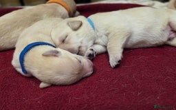 Labrador Retriever dogs for sale: Labrador Puppies for sale 24/10/25 onwards - Image 4