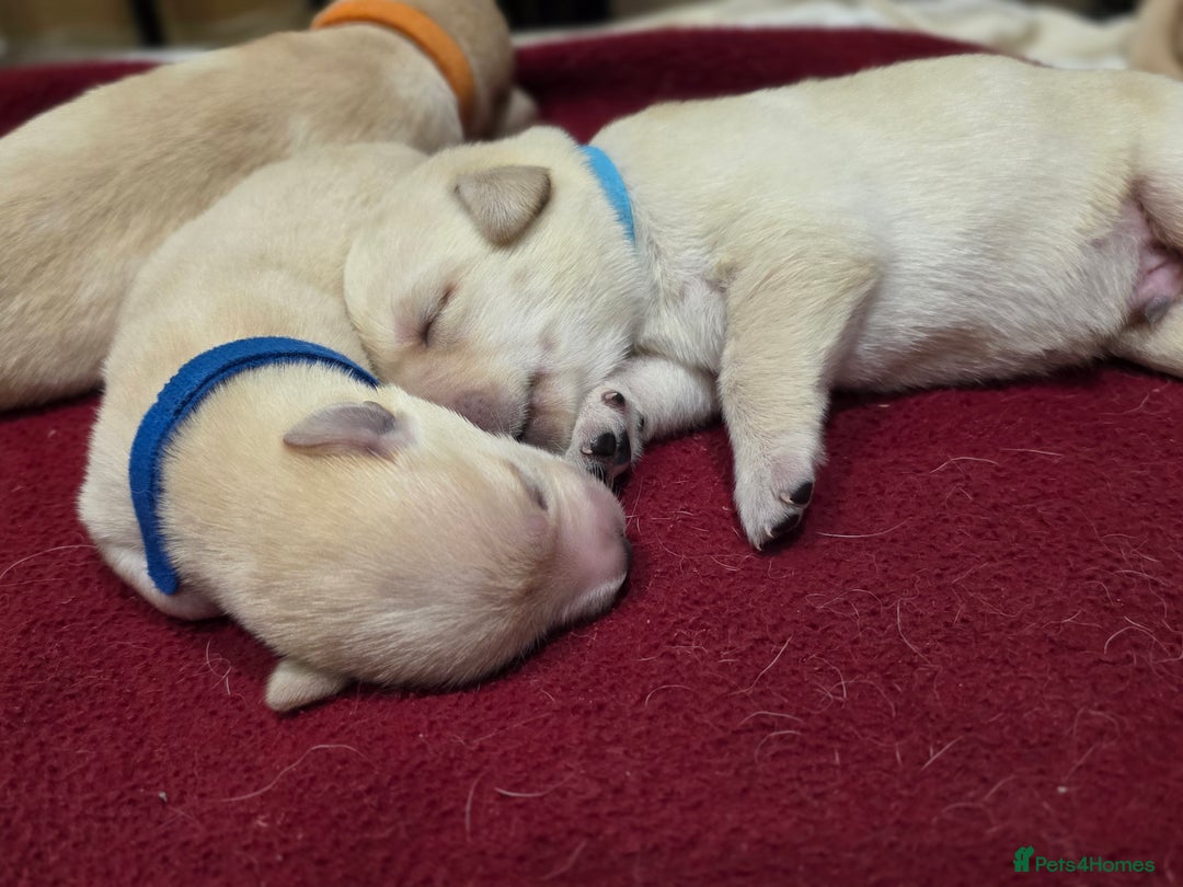 Labrador Retriever dogs for sale: Labrador Puppies for sale 24/10/25 onwards - Image 4