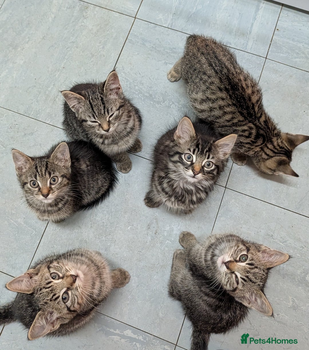 Domestic Shorthair cats for sale: Babies ready for their new homes NOW 🥰 - Image 29
