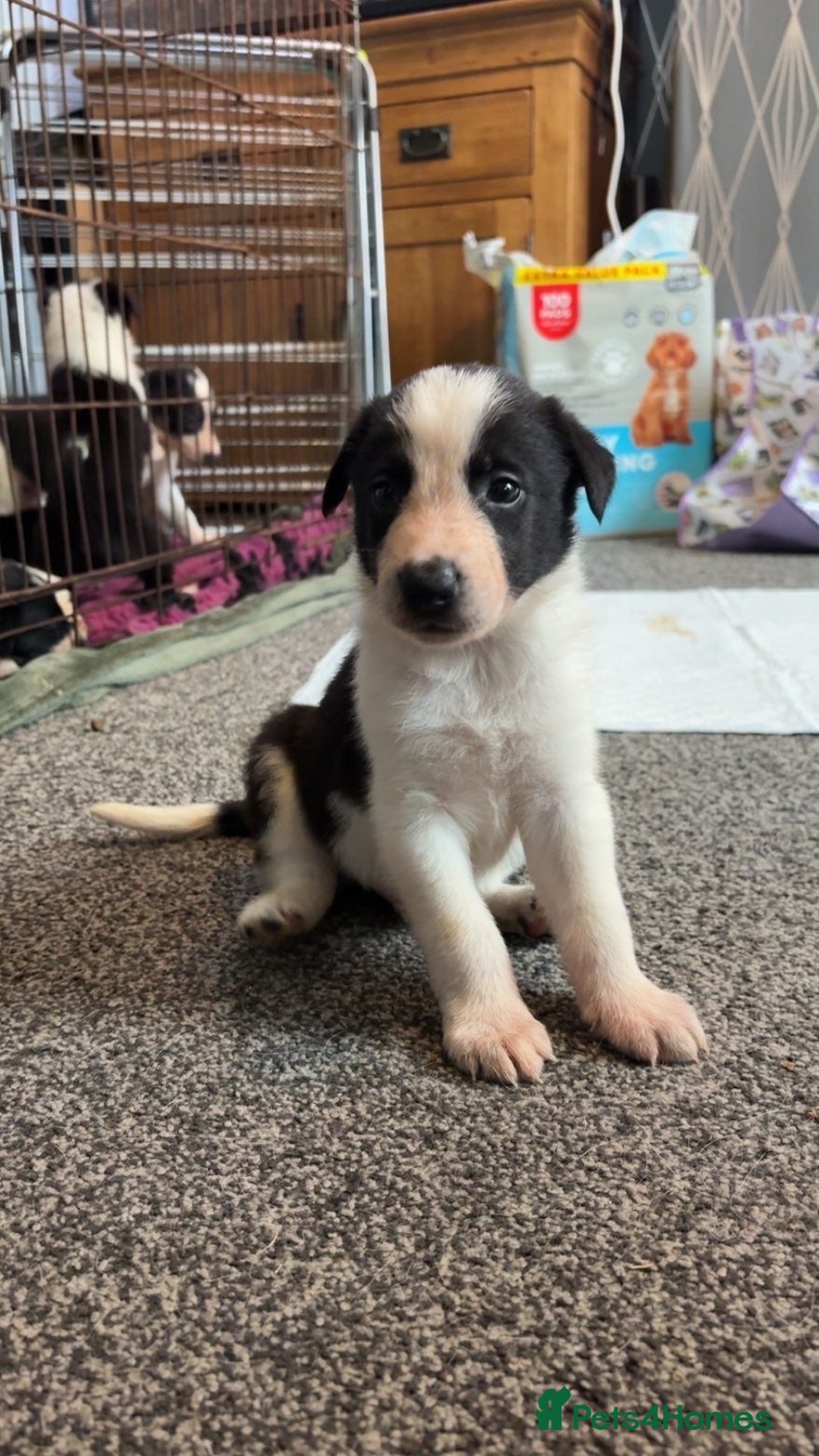 Border Collie dogs 6 amazing pups  - Advert 5