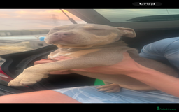 American Bully dogs for sale: Pocket bully  - Image 1