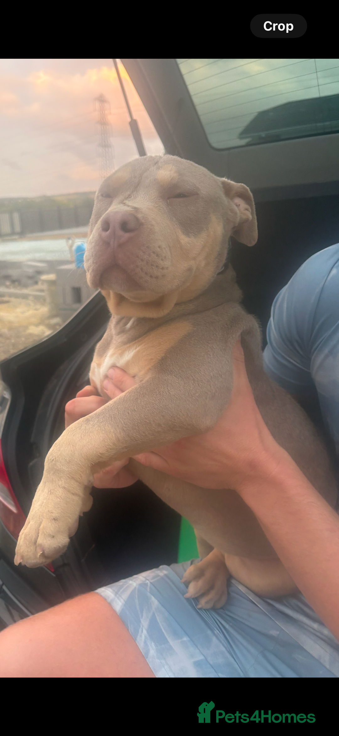American Bully dogs for sale: Pocket bully  - Image 1
