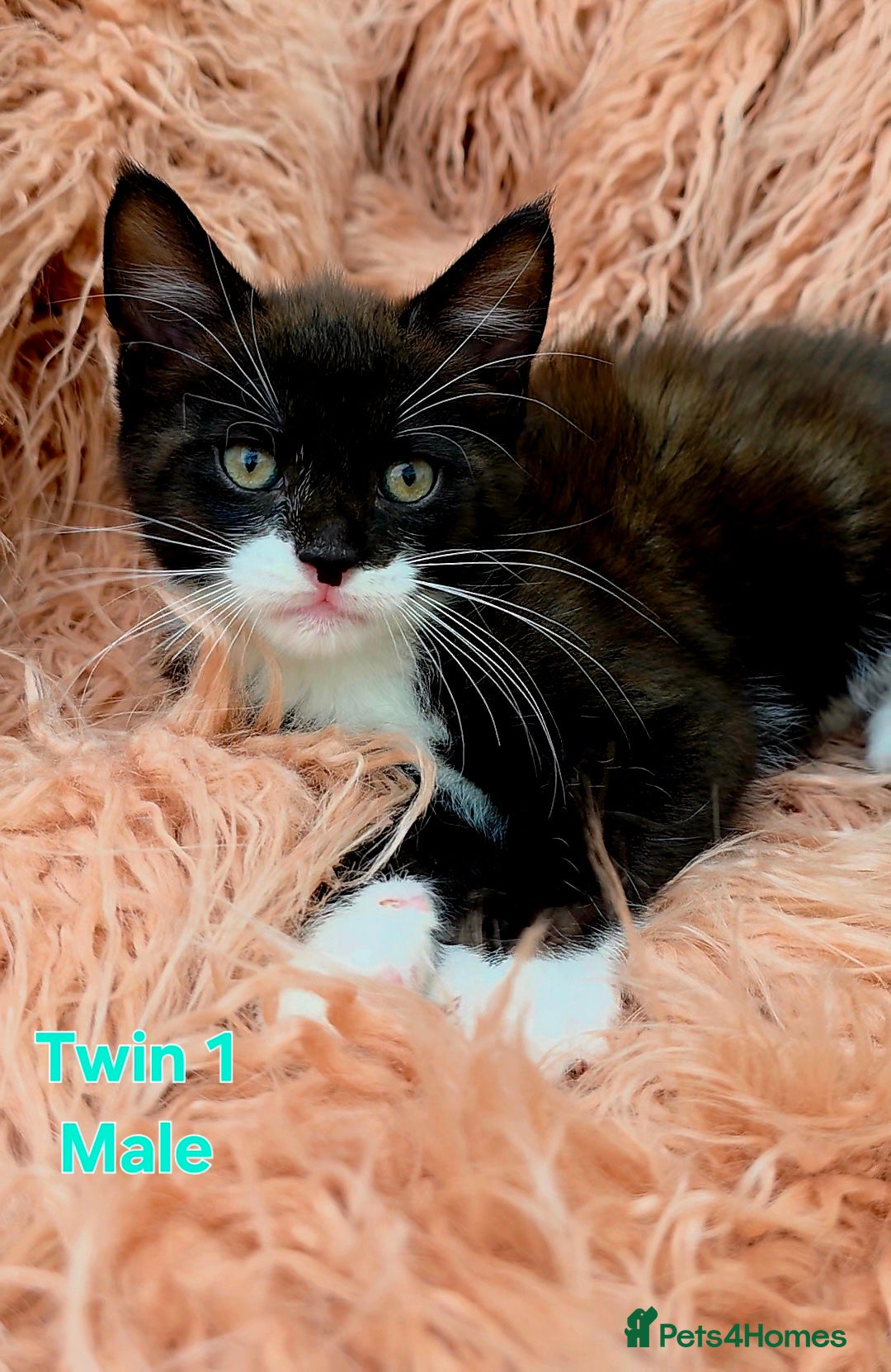 Mixed Breed cats for sale: Maine Coon Cross Kittens for Sale  - Image 2