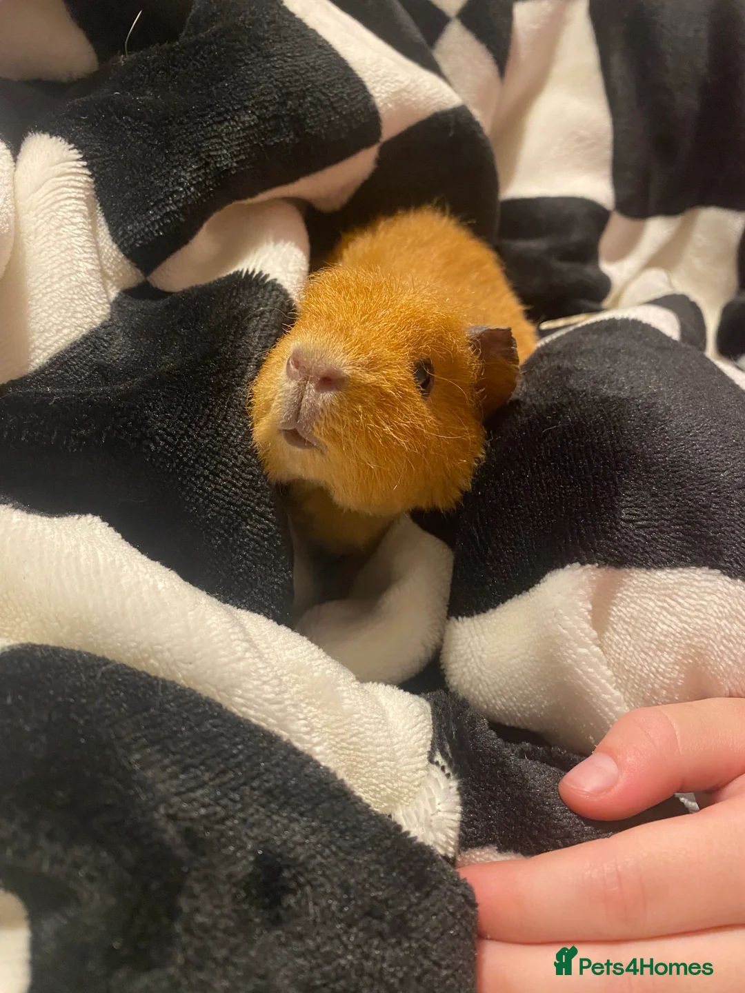 Guinea Pig rodents for sale: Bonded pair male Guinea pigs  - Advert 6