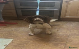 English Springer Spaniel dogs for stud: Springer spaniel for stud - Image 2