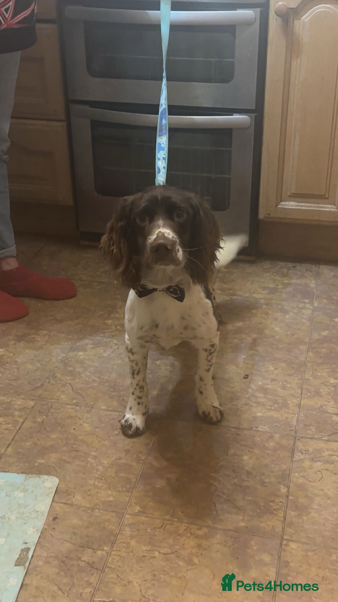 English Springer Spaniel dogs for stud: Springer spaniel for stud - Image 2