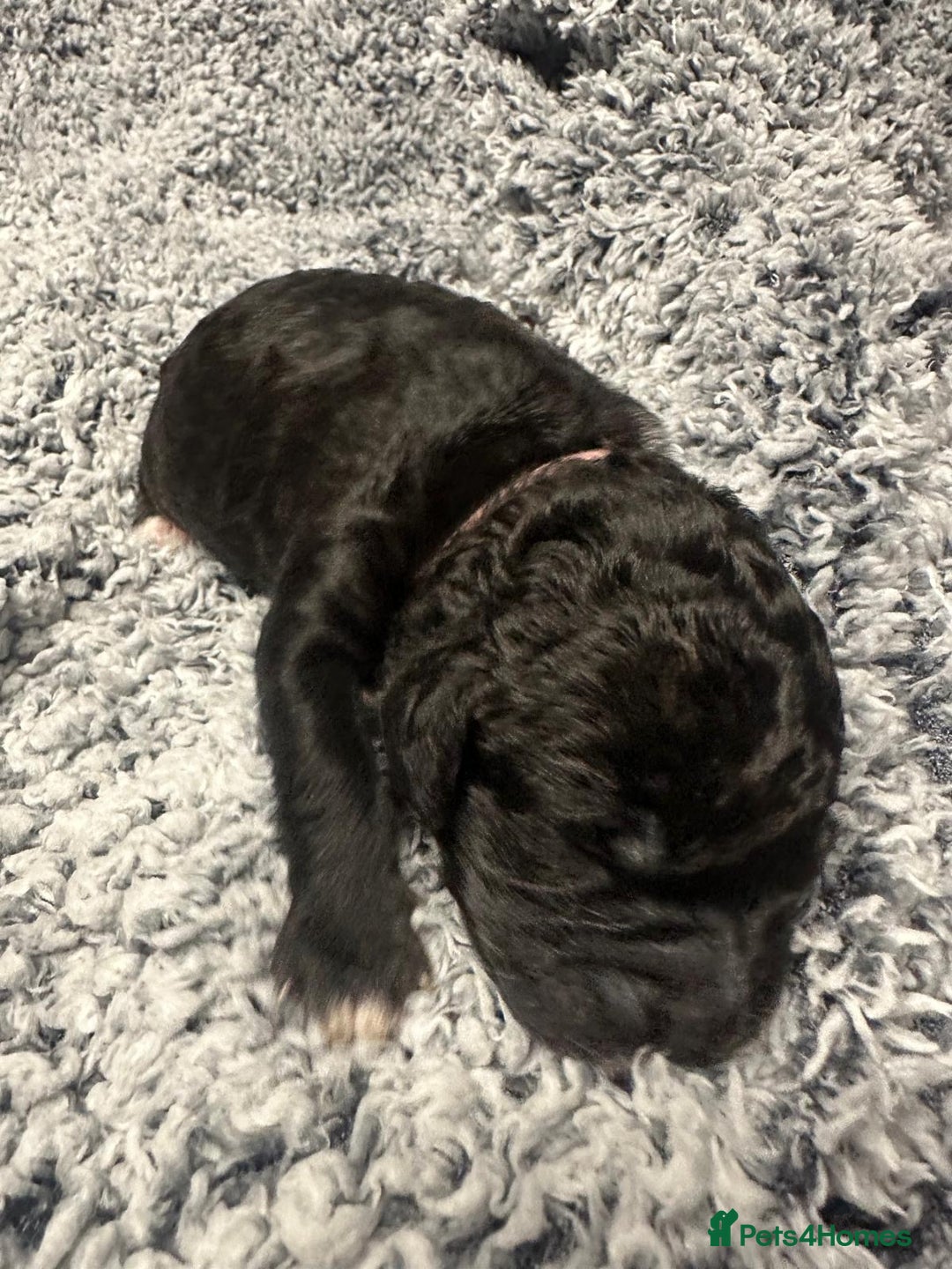 Miniature Poodle dogs for sale: Gorgeous pure bred miniature poodles - Advert 18