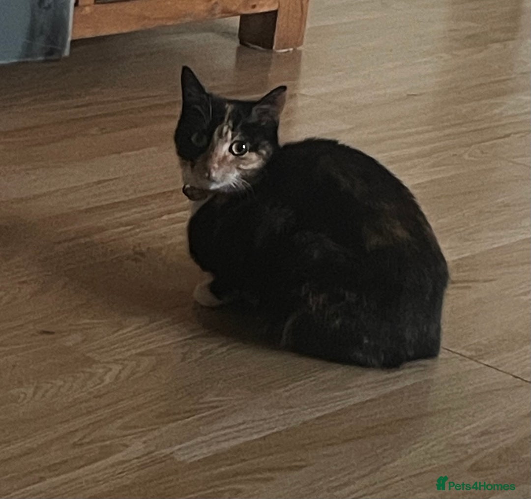 Mixed Breed cats for sale: 2 girl - Advert 1