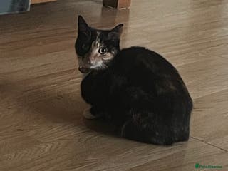 Mixed Breed cats 2 girl - Advert 15