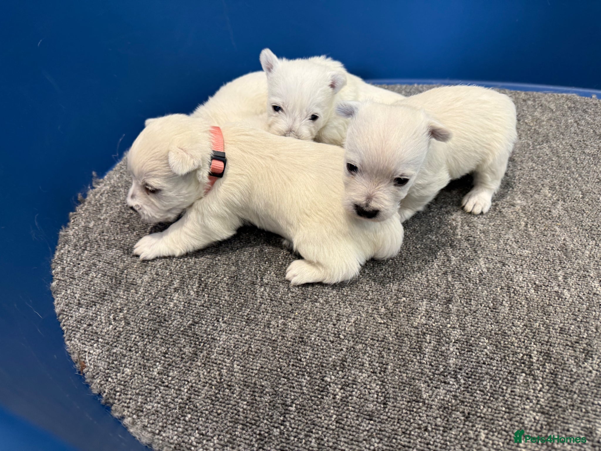West Highland Terrier dogs KC REGISTERED Boys & Girl - Advert 1