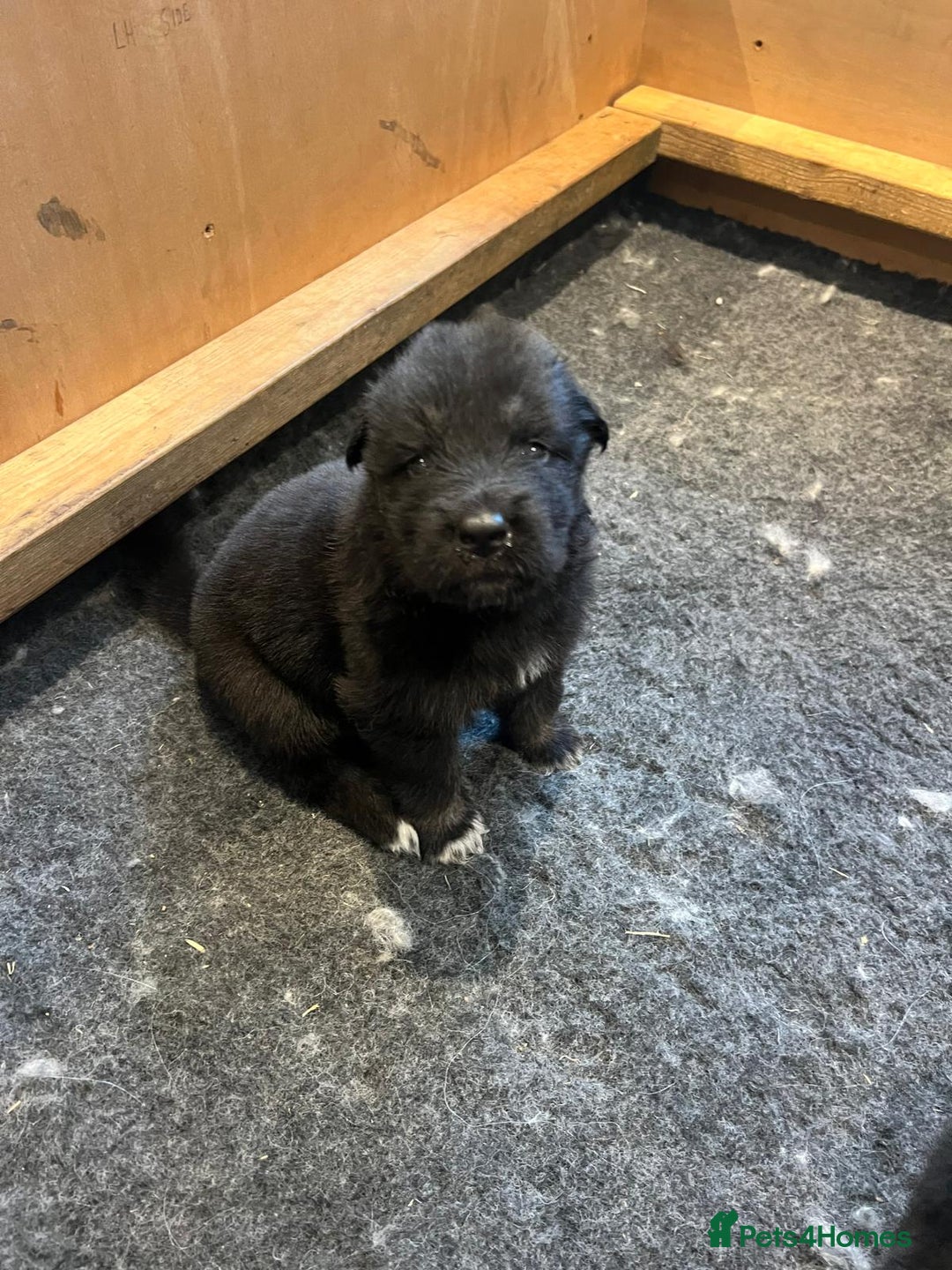 Mixed Breed dogs for sale: Alaskan Shepherd Puppies offers accepted  - Image 27