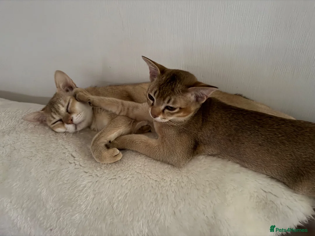 Burmese cats for sale: Magic and Basil are stunning Asian boys.  in Plymouth - Advert 8