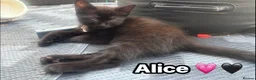 Mixed Breed cats for sale:  Beautiful cuddly kittens  - Advert 28